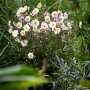 Plukė hibridinė (Anemone x hybrida) 'Garden Breeze Pink Touch'
